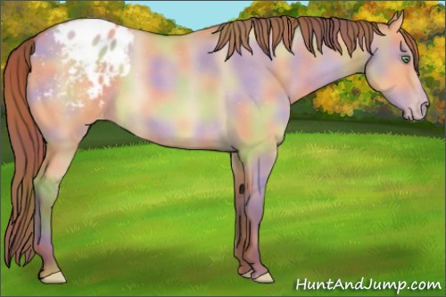 Horse Color:Nacre Amber Champagne Dun Appaloosa 