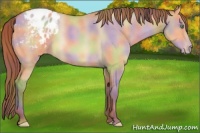 Horse Color:Nacre Amber Champagne Dun Appaloosa 