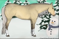 Horse Color:Silver Buckskin Dun