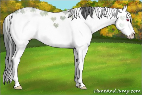 Horse Color:Amber Champagne Chinchilla Ice Onyx Sabino Splash Brindle 