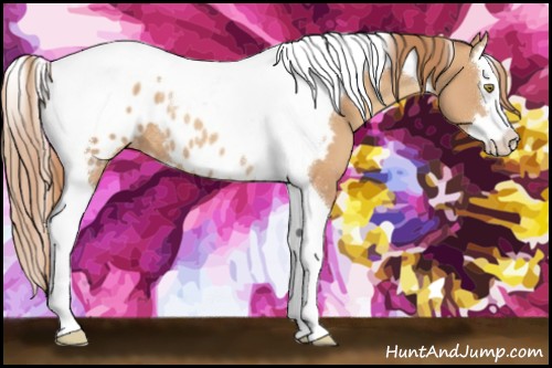 Horse Color:Gold Champagne Sabino Splash Tobiano Appaloosa Rabicano 