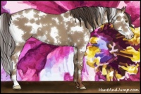 Horse Color:Classic Champagne Sabino Splash 