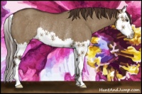 Horse Color:Liver Red Dun Splash Rabicano 