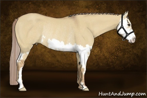 Horse Color:Palomino Dun Sabino Splash Frame Rabicano