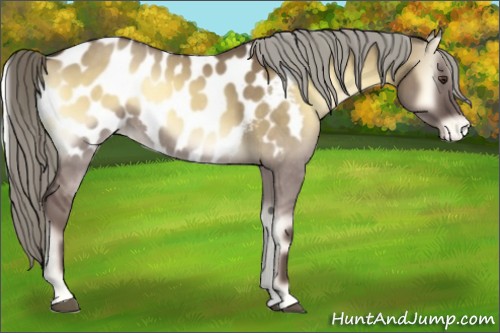 Horse Color:Chocolate Palomino Onyx Sabino Blanket