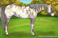 Horse Color:Chocolate Palomino Onyx Sabino Blanket