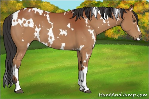 Horse Color:White Spotted Bay 