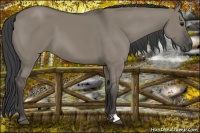 Horse Color:Smoky Grullo 