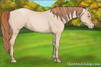Horse Color:Buckskin Roan Pearl 