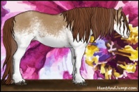 Horse Color:White Spotted Red Dun Rabicano