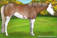 Horse Color:Chestnut Sabino Splash Rabicano 