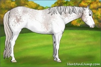 Horse Color:White Spotted Silver Brown Sabino 