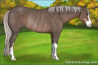 Horse Color:Silver Black Sabino Rabicano 