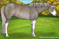 Horse Color:Silver Black Sabino Rabicano 