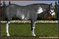 Horse Color:Black Sabino Rabicano 