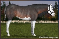 Horse Color:Brown Splash Rabicano 