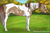 Horse Color:White Spotted Red Dun Tobiano 