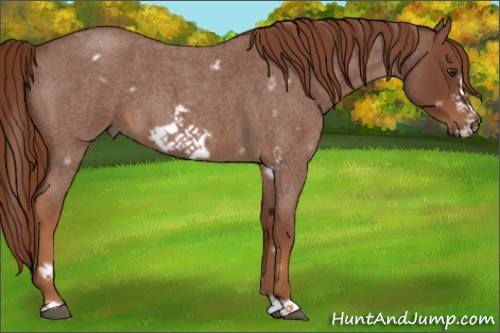 Horse Color:White Spotted Red Roan Frame 