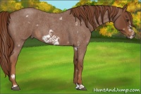 Horse Color:White Spotted Red Roan Frame 