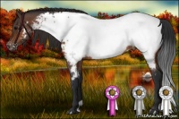 Horse Color:Bay Appaloosa 