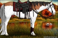Horse Color:Bay Splash 