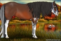 Horse Color:Bay Splash Frame