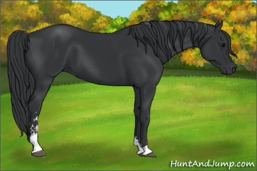 Horse Color:Black Sabino 