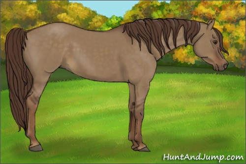 Horse Color:Liver Red Dun Rabicano 