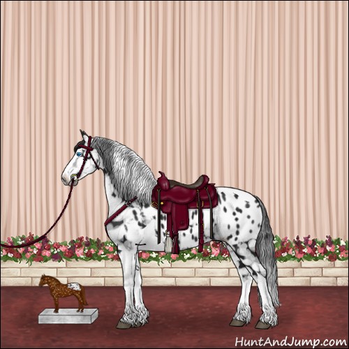 Horse Color:Gray Brown Splash Tobiano Appaloosa 