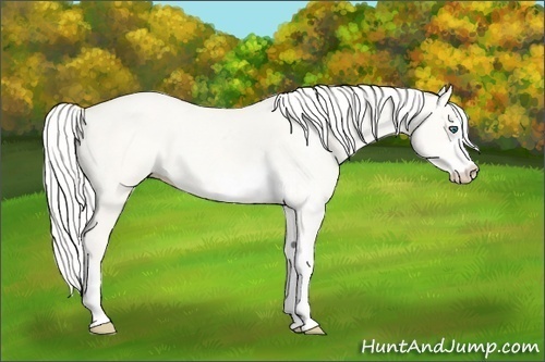 Horse Color:Silver Perlino Dun Sabino 