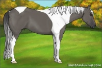 Horse Color:Grullo Tobiano 