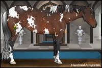 Horse Color:White Spotted Brown Rabicano 