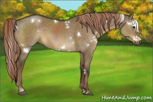 Horse Color:White Spotted Liver Red Dun Rabicano 