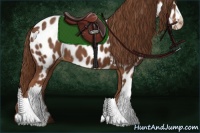 Horse Color:Chestnut Appaloosa 