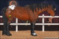 Horse Color:Bay Appaloosa