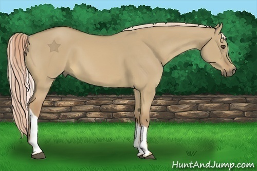 Horse Color:Palomino Dun Tobiano 