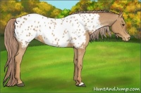 Horse Color:Chestnut Appaloosa 