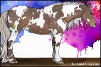 Horse Color:White Spotted Silver Black Appaloosa 