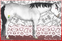 Horse Color:Classic Cream Champagne Chinchilla Onyx Splash Rabicano 
