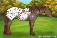 Horse Color:Chestnut Appaloosa 