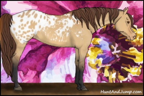 Horse Color:Bay Dun Appaloosa 