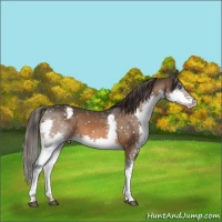 Horse Color:Brown Splash Appaloosa 