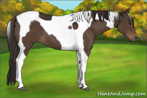 Horse Color:Liver Chestnut Tobiano 