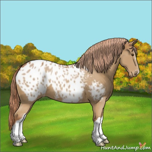 Horse Color:Chestnut Appaloosa 