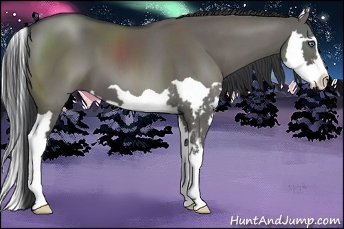 Horse Color:Grullo Splash Frame 