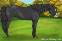 Horse Color:Black Splash 