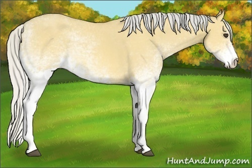 Horse Color:White Spotted Silver Buckskin Dun 