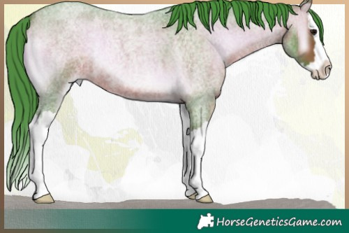 Horse Color:Watercolor Bay Roan Onyx Splash 