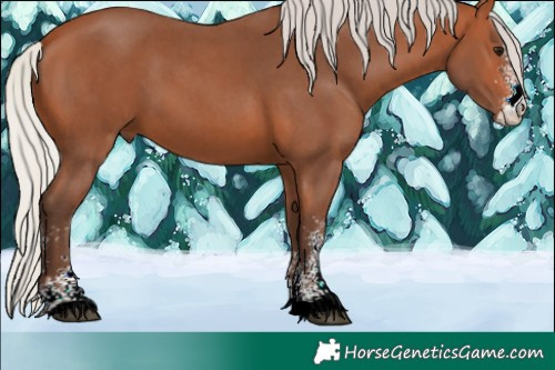 Horse Color:Silver Bay Sabino 