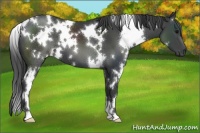 Horse Color:White Spotted Black